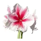 Amarilis