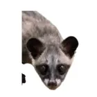 Cibetka