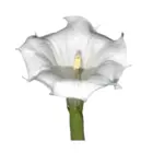 Datura