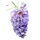 Glicinija