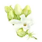 Jasmin