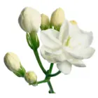 Jasmin Sambac