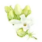 Kineski jasmin