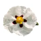 Labdanum