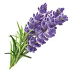 Lavanda