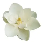 Magnolija