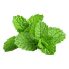 Menta