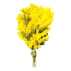 Mimoza