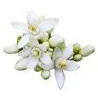 Neroli