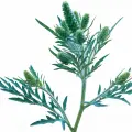 Davana