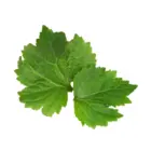 Pačuli