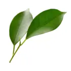 Petitgrain