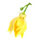 Ylang-Ylang
